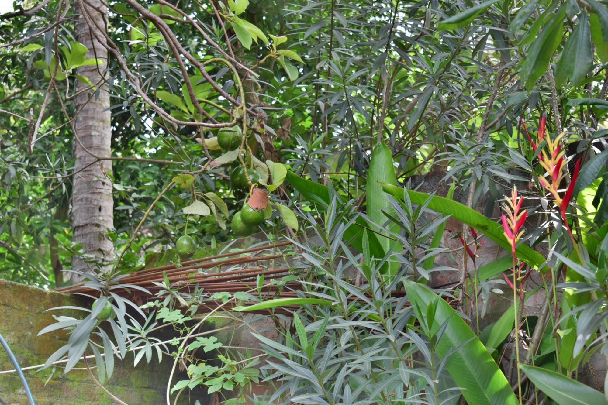 Silent Waters Resorts Yelagiri Esterno foto