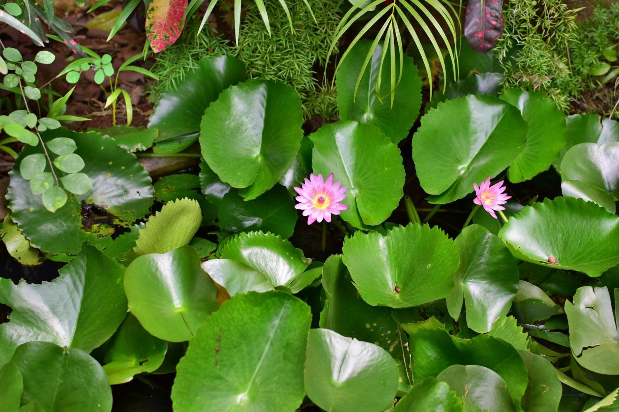 Silent Waters Resorts Yelagiri Esterno foto